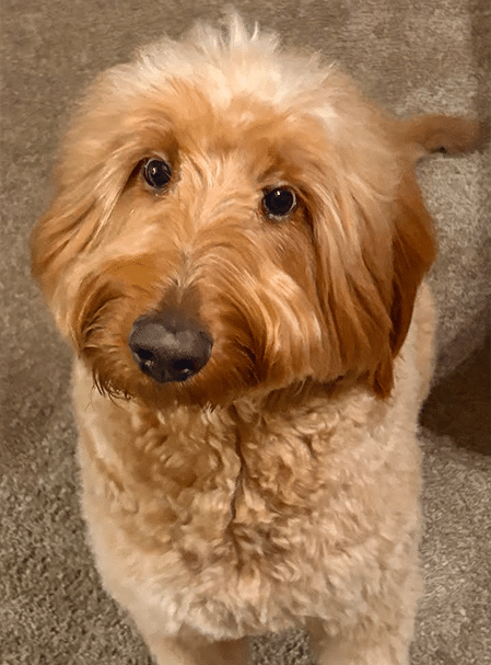 Piper